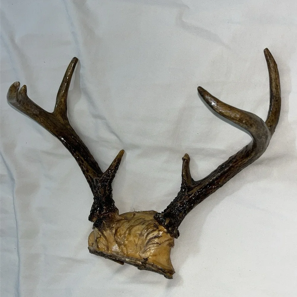 Genuine Deer Antlers Small 7 point Man Cave Decor Antler Polished‎ Hunters Skull